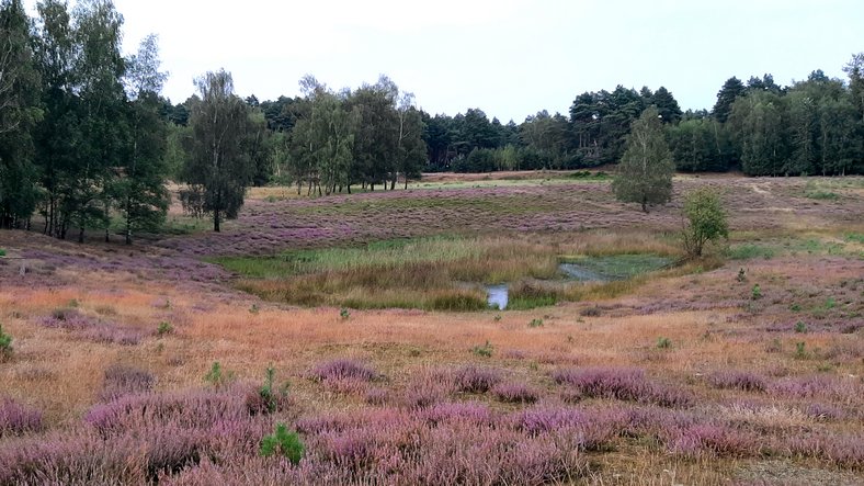 Auch die Tevener Heide steht in den nächsten Monaten auf dem Wanderprogramm der Gruppe.